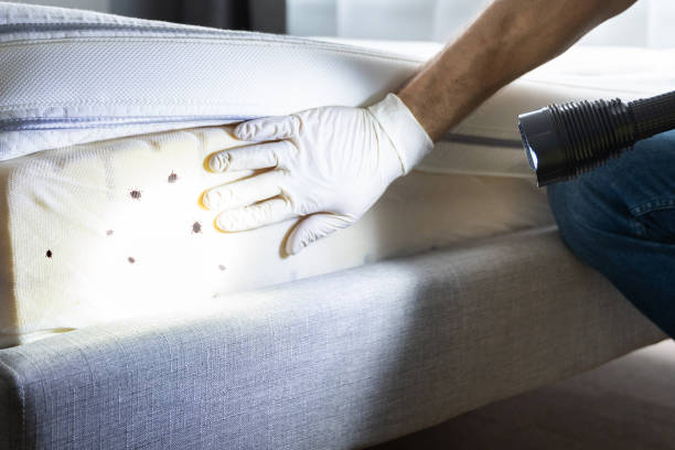 Best Cockroach Control Services  in Sackets Harbor, NY