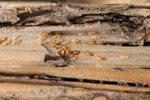 Best Wildlife Control Services  in Sackets Harbor, NY